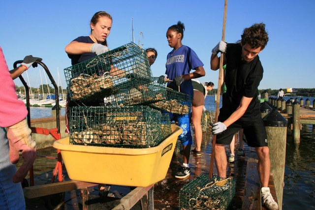 2022 Oyster Spat Recruitment Study