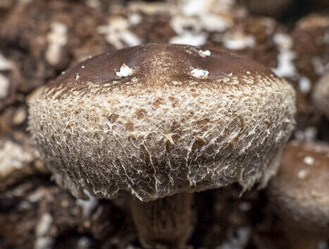 Mushroom Log Inoculation Workshop