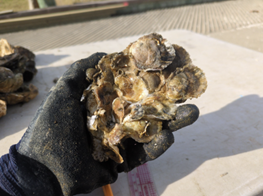 Oyster Reproduction Study Results 2024