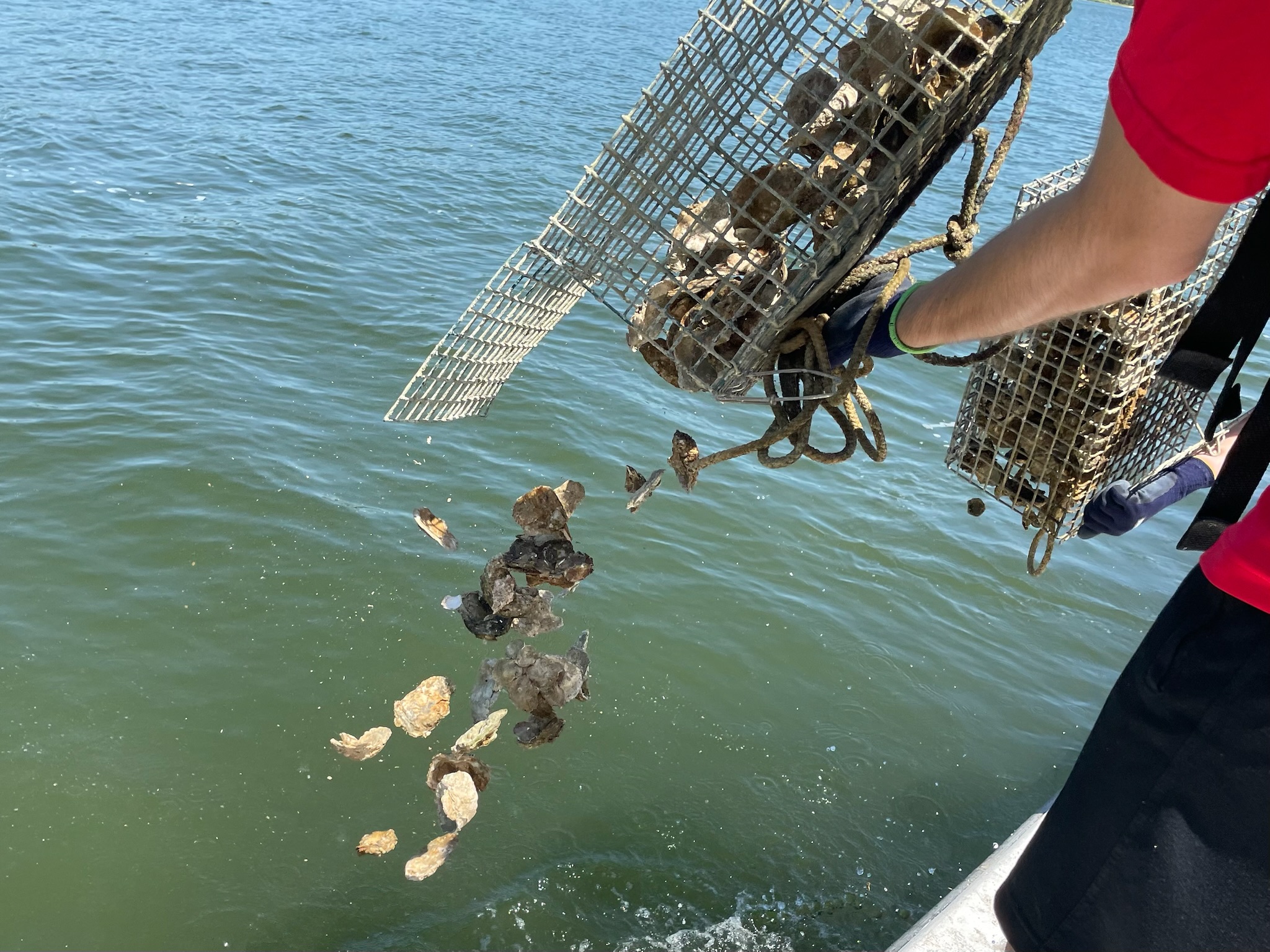Leonardtown Scout Troop 420 Plants Oysters