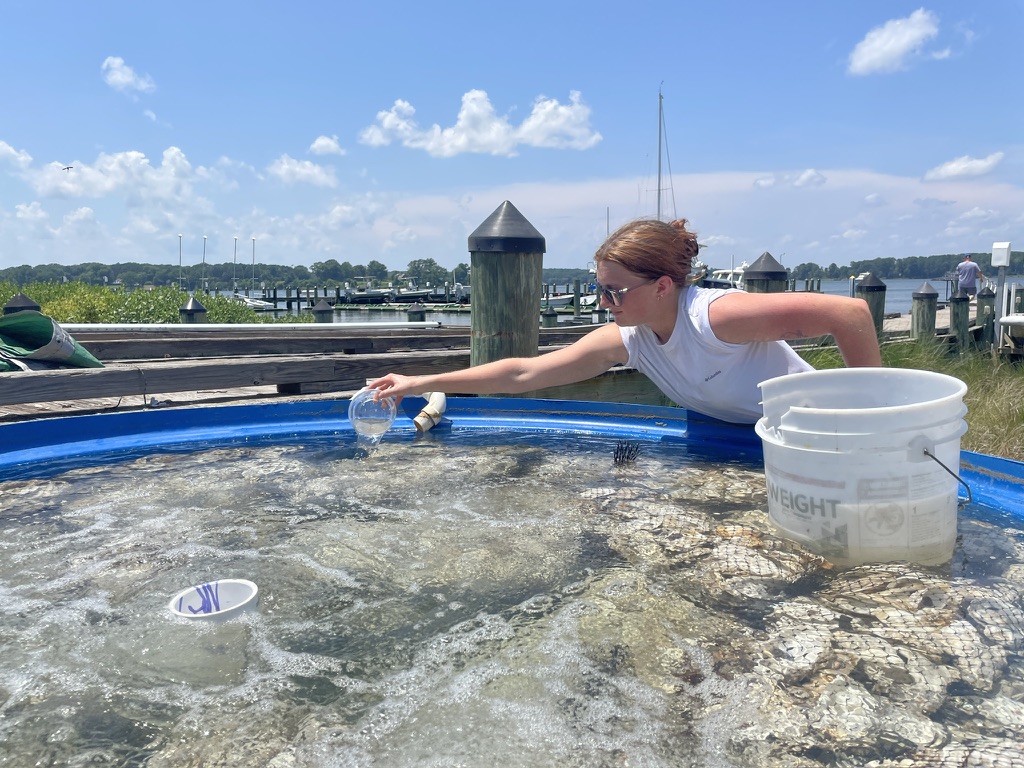 Summer Oyster Growing Operations