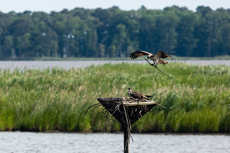 Draft Chesapeake Bay Watershed Agreement Open for Feedback
