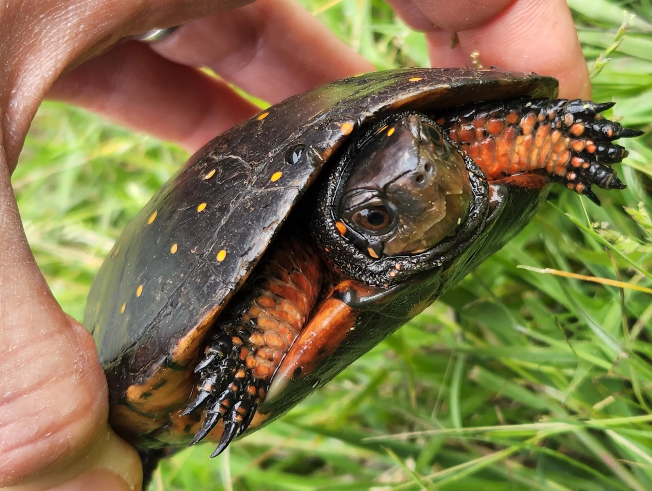 Make your own Secchi Disk
