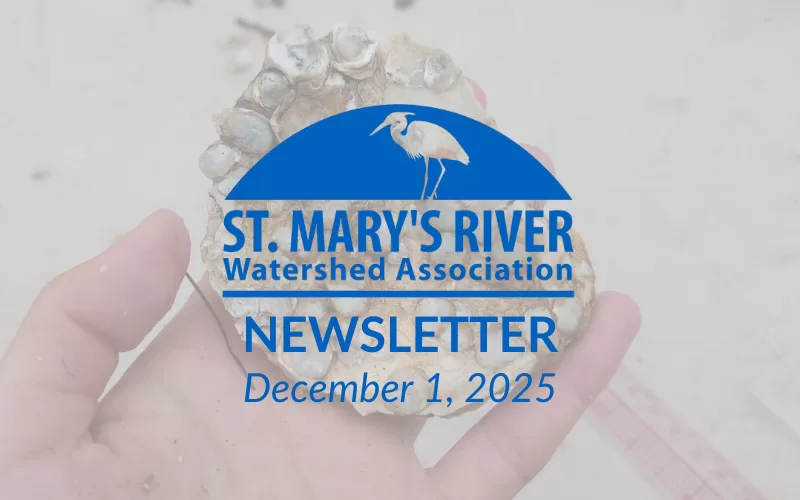 Watershed Watch: December 2025