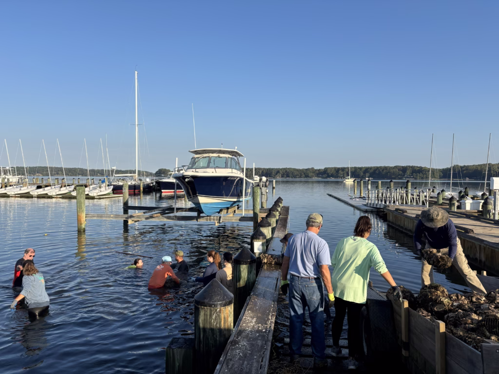 One Million Oysters for Breton Bay