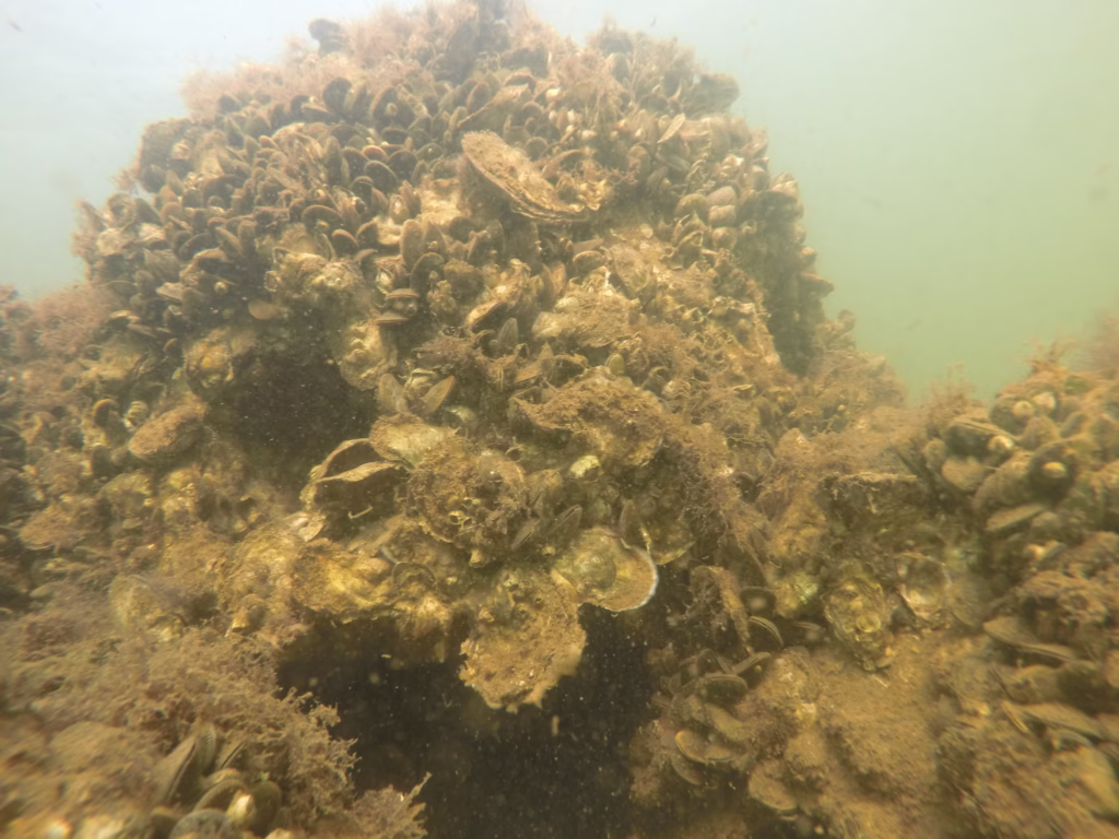 Community Feedback Needed for Oyster Restoration Projects